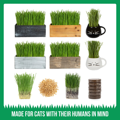 Organic Cat Grass Kit with Black Cat Ceramic Planter, Easy Indoor Planting Gift Set