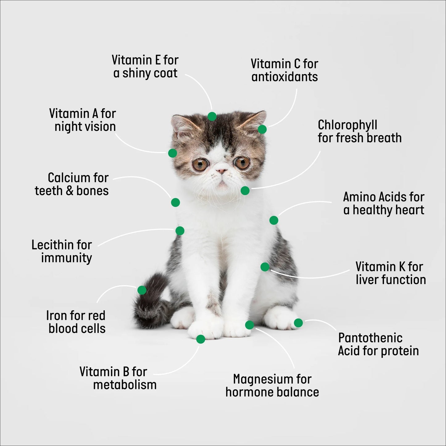 Organic Cat Grass Kit with Black Cat Ceramic Planter, Easy Indoor Planting Gift Set